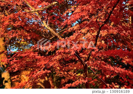 日本屈指の散歩道 京都 名勝「哲学の道」の紅葉 日本屈指の散歩道 京都 名勝「哲学の道」の紅葉 130916189