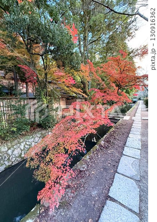 日本屈指の散歩道 京都 名勝「哲学の道」の紅葉 日本屈指の散歩道 京都 名勝「哲学の道」の紅葉 130916362