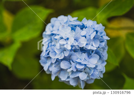 袋井市の法多山尊永寺の紫陽花(静岡県) 袋井市の法多山尊永寺の紫陽花(静岡県) 130916796