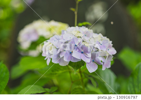 袋井市の法多山尊永寺の紫陽花(静岡県) 袋井市の法多山尊永寺の紫陽花(静岡県) 130916797