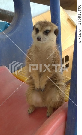 ミーヤキャット 動物 動物学 130916800