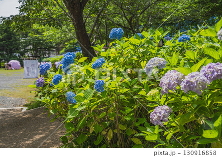 袋井市の法多山尊永寺の紫陽花(静岡県) 130916858