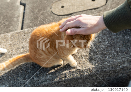 猫の頭を撫でる人 茶トラ猫 猫の頭を撫でる人 茶トラ猫 130917140