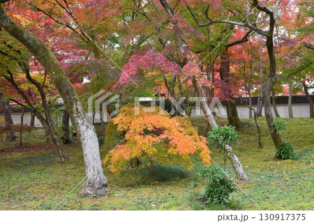 3,000本のカエデを誇る 京都随一の紅葉名所 モミジの永観堂 3,000本のカエデを誇る 京都随一の紅葉名所 モミジの永観堂 130917375