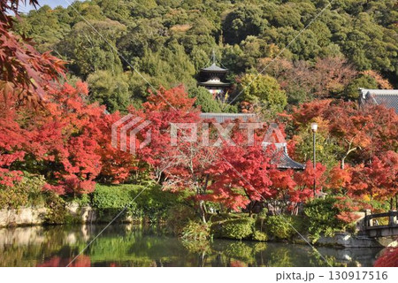 3,000本のカエデを誇る　京都随一の紅葉名所　モミジの永観堂 130917516