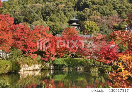 3,000本のカエデを誇る 京都随一の紅葉名所 モミジの永観堂 3,000本のカエデを誇る 京都随一の紅葉名所 モミジの永観堂 130917517