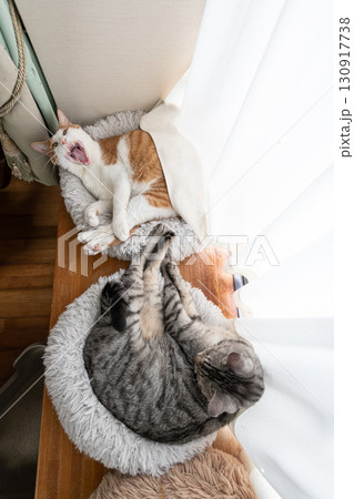 窓辺で眠る二匹の猫 130917738