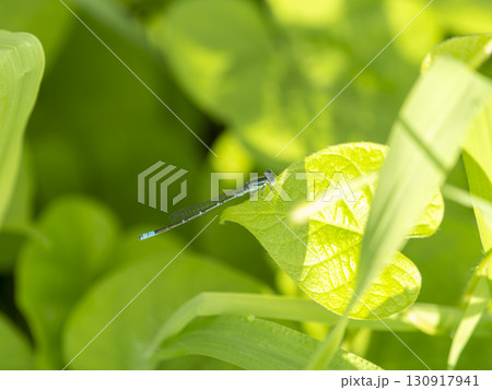 野原の葉に止まるムスジイトトンボ 130917941