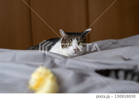 おもちゃで遊ぶ猫 キジトラ猫 おもちゃで遊ぶ猫 キジトラ猫 130918030