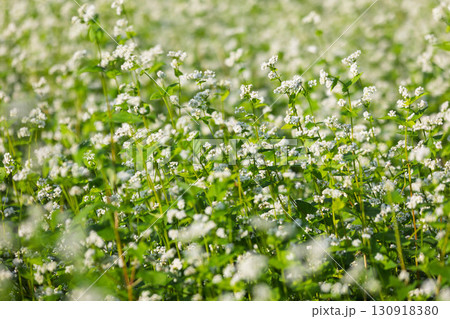 白い蕎麦の花 130918380