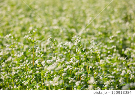 白い蕎麦の花 白い蕎麦の花 130918384