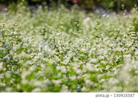 白い蕎麦の花 130918387