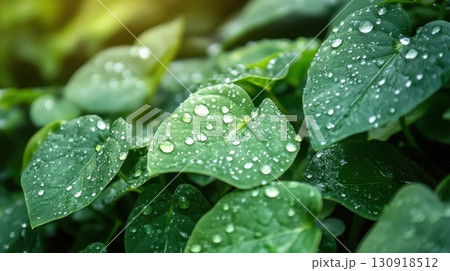 Dewkissed Green Leaves. 130918512
