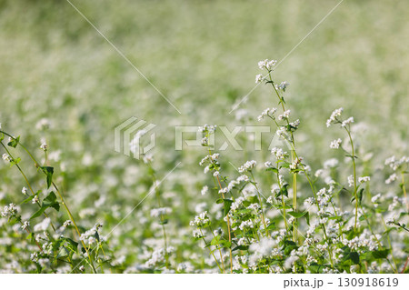 花盛りの蕎麦畑 花盛りの蕎麦畑 130918619