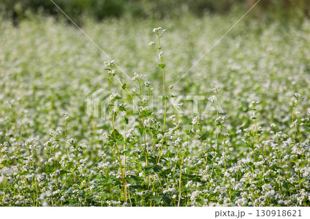 花盛りの蕎麦畑 130918621