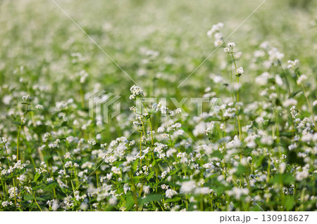 花盛りの蕎麦畑 130918627