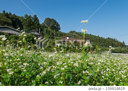 花盛りの蕎麦畑 花盛りの蕎麦畑 130918629