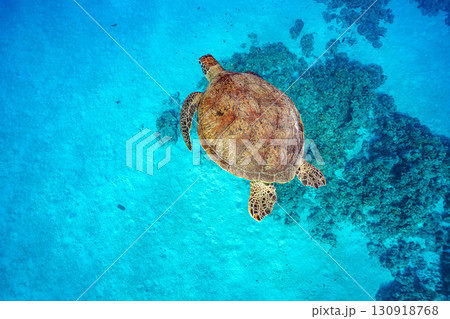 優雅に泳ぐウミガメ 130918768