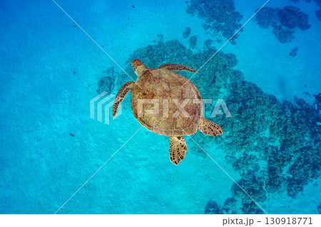 優雅に泳ぐウミガメ 130918771