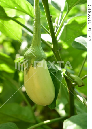 白いナス 130919147