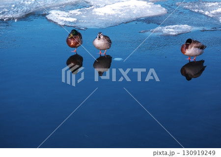 厳冬の諏訪湖　諏訪市湖畔公園の湖畔で結氷した氷の上で休む水鳥 130919249