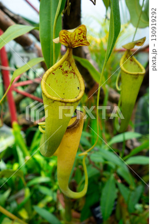 Close-up of nepenthes plant with vibrant green traps and tropical leaves 130919292