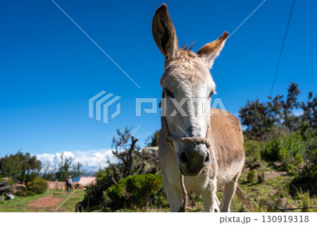 Donkey in Llachon near Lake Titicaca under a clear blue sky 130919318