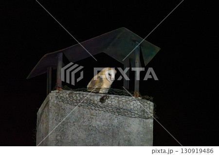 Majestic Barn Owl Perched on a Chimney at Night 130919486