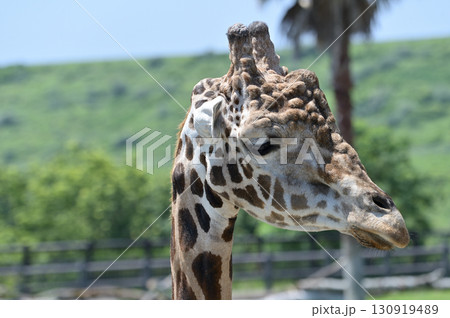 アミメキリン 130919489