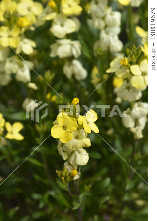 Yellow Wallflower Primerose Dame Yellow Wallflower Primerose Dame 130919679
