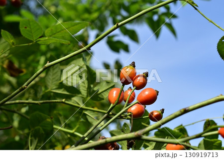 ローズヒップの実 ローズヒップの実 130919713