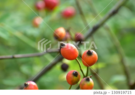 ローズヒップの実 130919715