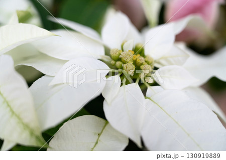 ポインセチア ショウジョウボク 猩々木 130919889