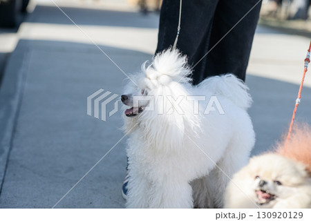 Groomed White Poodle Dog on Leash in Sunlight Groomed White Poodle Dog on Leash in Sunlight 130920129