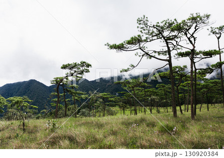 Pine tree forest at Phu Soi Dao, Phu Soi Dao National Park, Uttaradit, Thailand Pine tree forest at Phu Soi Dao, Phu Soi Dao National Park, Uttaradit, Thailand 130920384