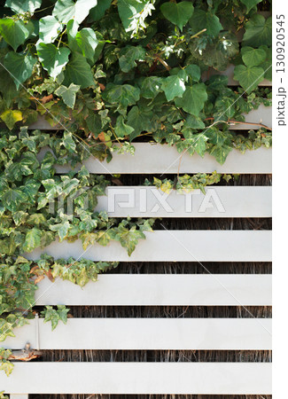 Ivy vines on white fence Ivy vines on white fence 130920545