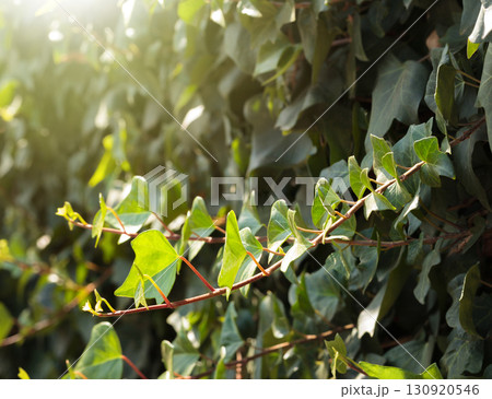Sunlight on ivy vine Sunlight on ivy vine 130920546