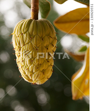 Magnolia tree fruit 130920551