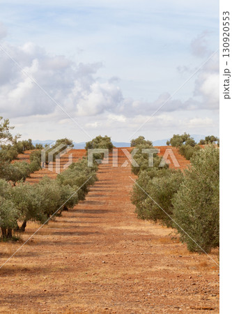 A Path Through the Olive Grove A Path Through the Olive Grove 130920553