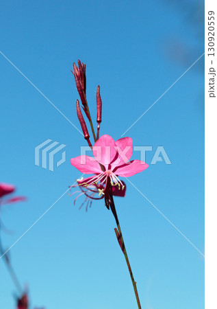 Indian feather flower 130920559