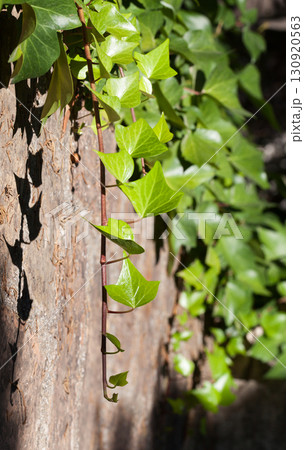 Close-Up Of Ivy On Wall Close-Up Of Ivy On Wall 130920563