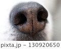 Close-up of a Siberian Husky's nose 130920650