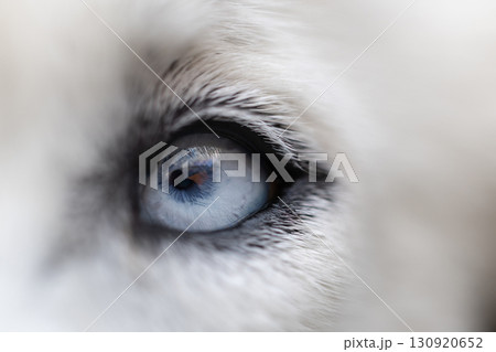 Siberian Husky blue eye close-up Siberian Husky blue eye close-up 130920652