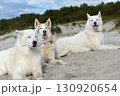 Three Huskies relaxing on the beach 130920654