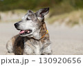 Elderly mixed-breed dog rest on the beach on the background of the husky 130920656