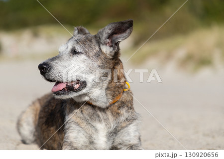 Elderly mixed-breed dog rest on the beach on the background of the husky Elderly mixed-breed dog rest on the beach on the background of the husky 130920656