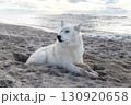 Husky relaxing on a seaside beach 130920658