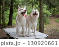 Two Dirty and Mischievous Siberian Huskies on a Rustic Picnic Table in the Summer Woods 130920661