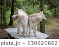 Two Dirty and Mischievous Siberian Huskies on a Rustic Picnic Table in the Summer Woods 130920662