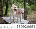 Two Dirty and Mischievous Siberian Huskies on a Rustic Picnic Table in the Summer Woods 130920663